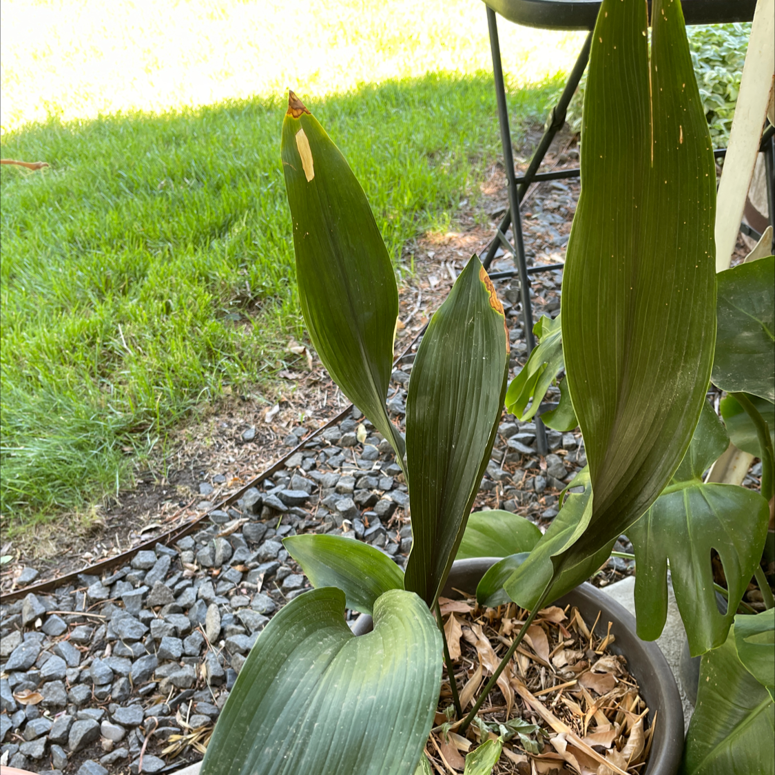 Cast Iron Plant plant photo by @NishLaursen named Cast-iron￼ on Greg, the plant care app.