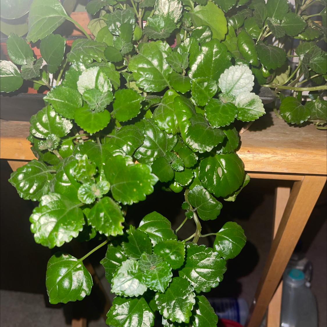 Swedish Ivy plant photo by @NishLaursen named Ivy on Greg, the plant care app.