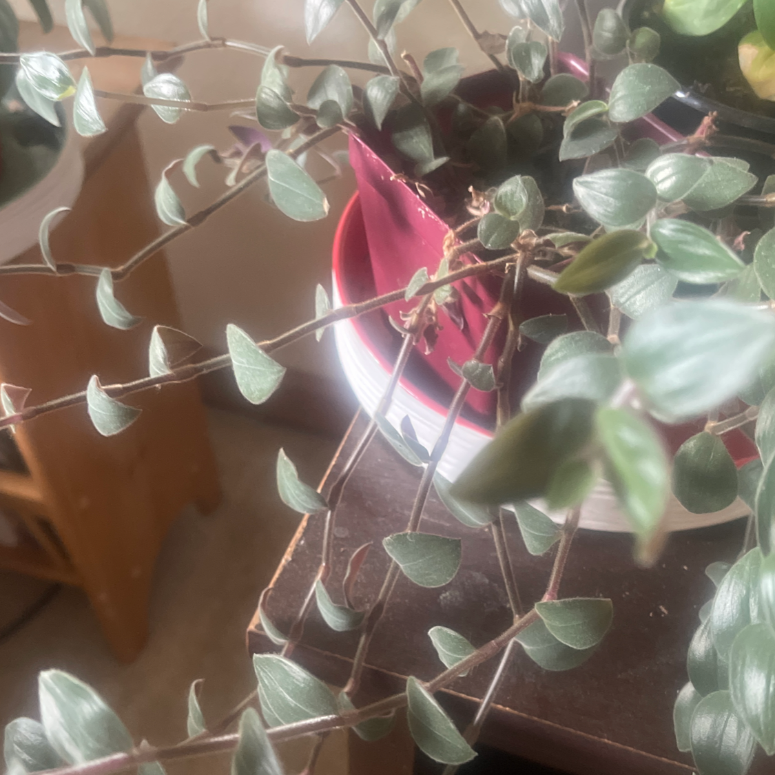 Creeping Inch Plant plant photo by @NishLaursen named Bunny Bellies￼ on Greg, the plant care app.
