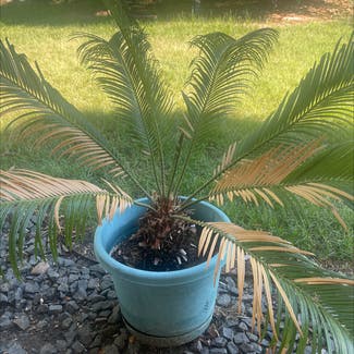 Sago Palm plant in Arvada, Colorado