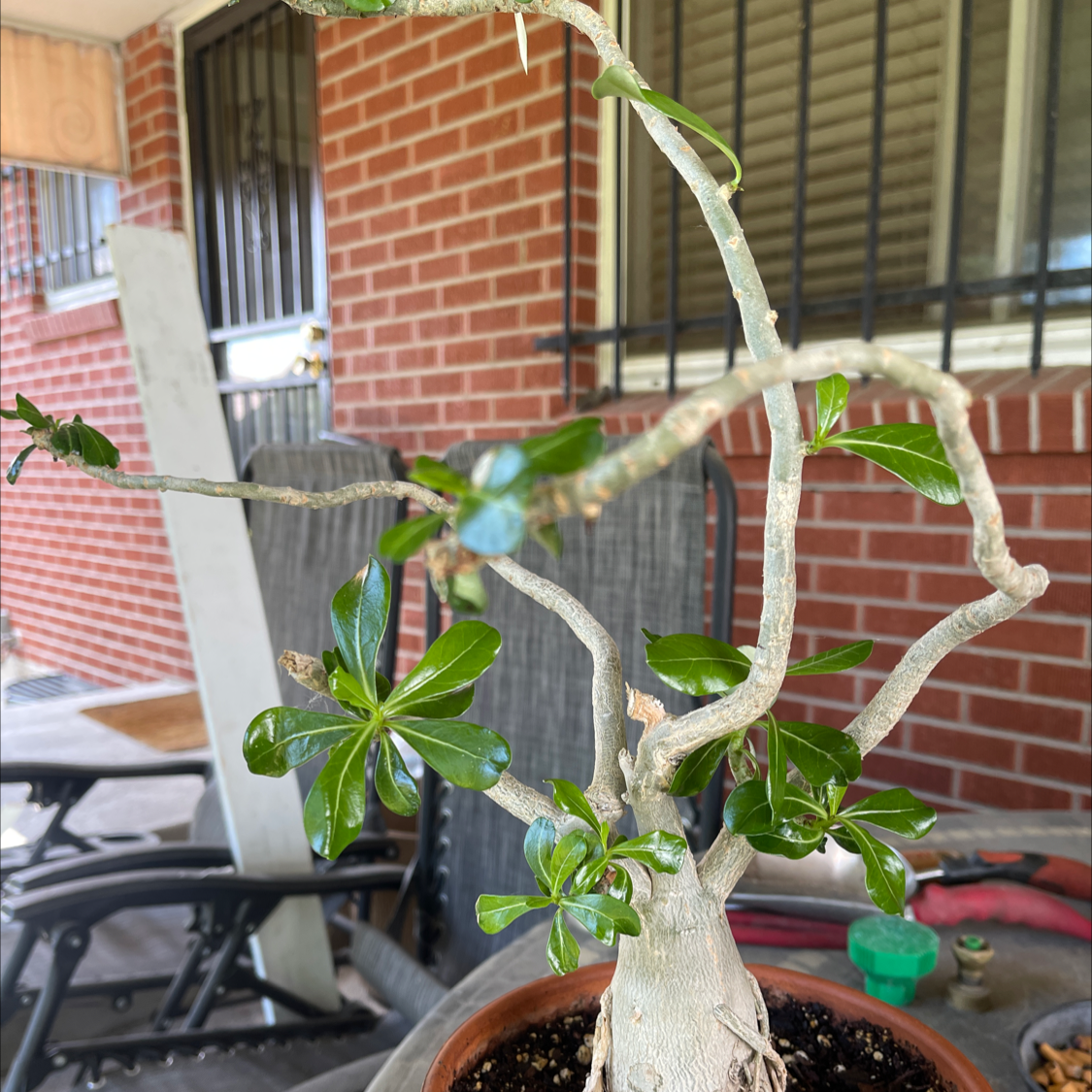 Desert Rose Plant plant photo by @NishLaursen named Dese on Greg, the plant care app.