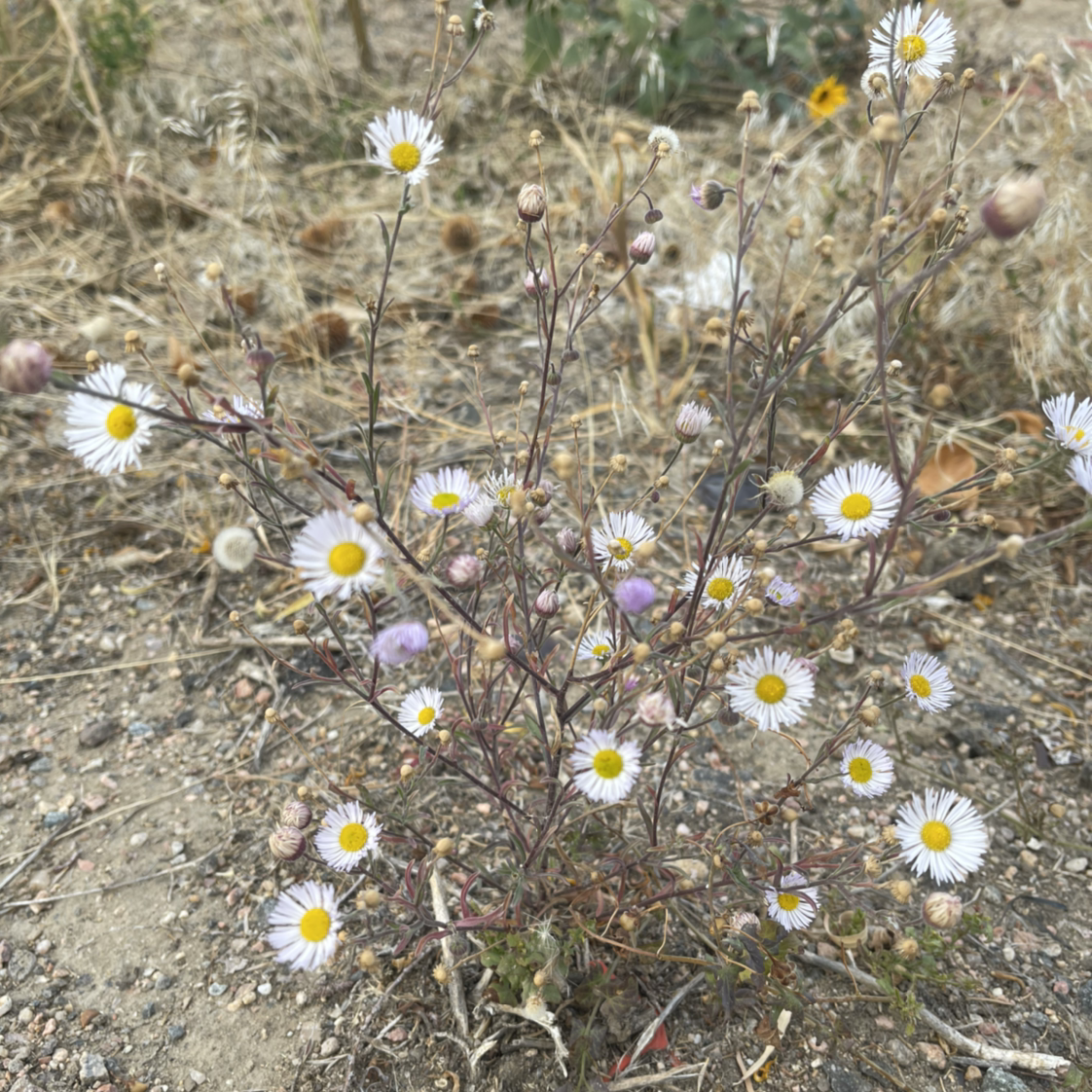 Photo of the plant species Spreading Fleabane by @NishLaursen named Cosmo on Greg, the plant care app