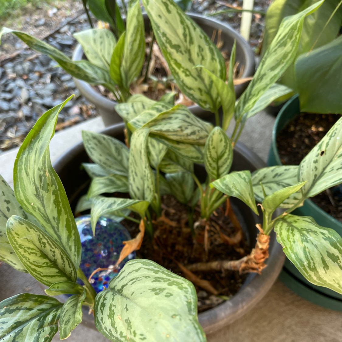 Chinese Evergreen plant photo by @NishLaursen named Evergreen￼ on Greg, the plant care app.