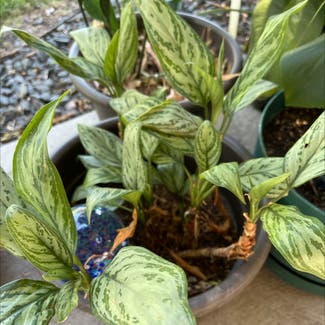 Chinese Evergreen plant in Arvada, Colorado