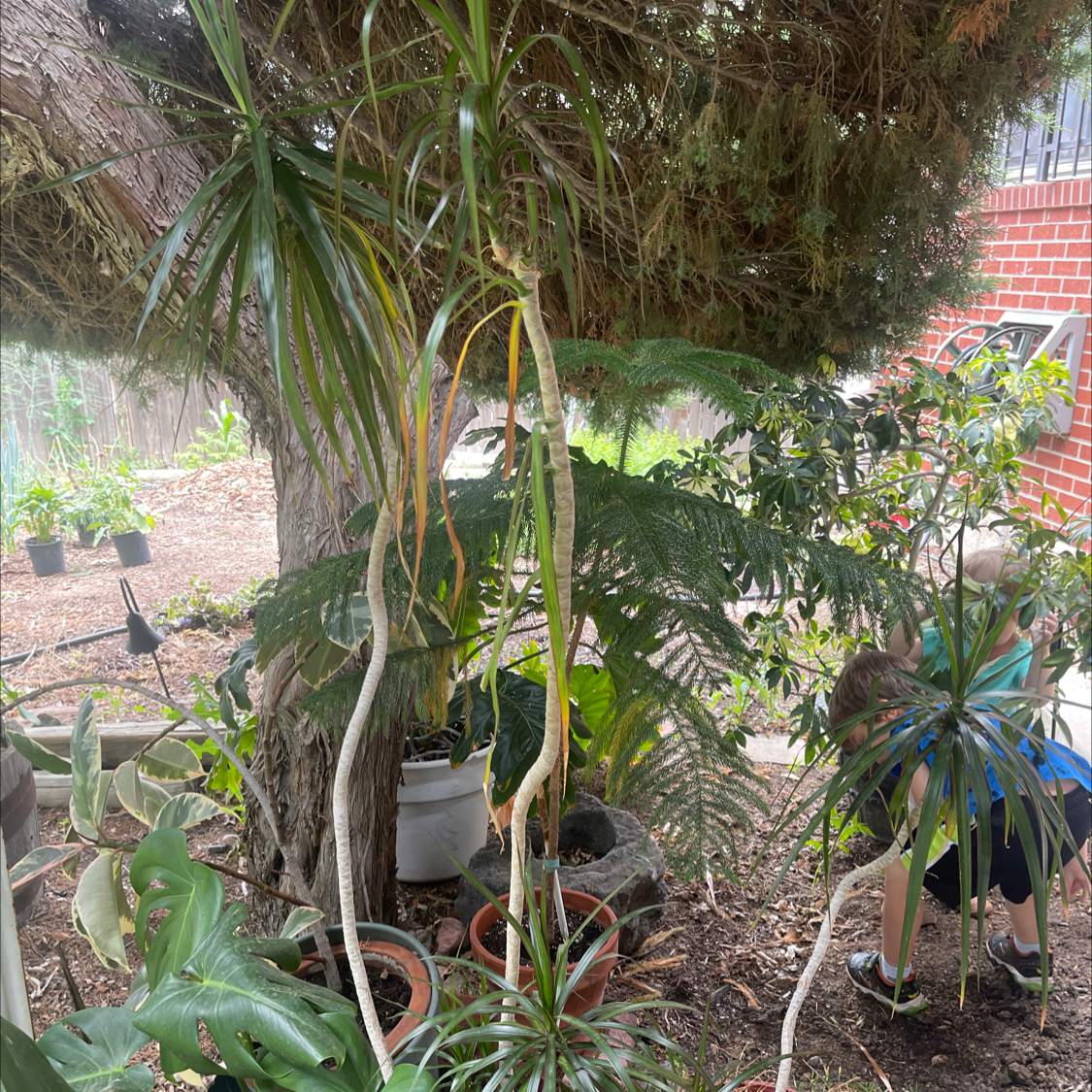 Dragon Tree plant photo by @NishLaursen named Dragon 🐉 Palm on Greg, the plant care app.