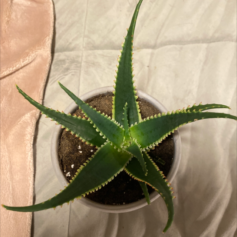 Candelabra Aloe plant in a small pot with visible soil, healthy green leaves.