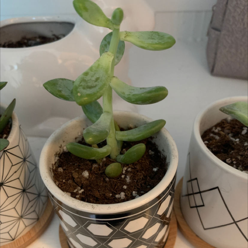 Healthy Pig's Ear (Cotyledon orbiculata) succulent in a decorative pot with visible soil.