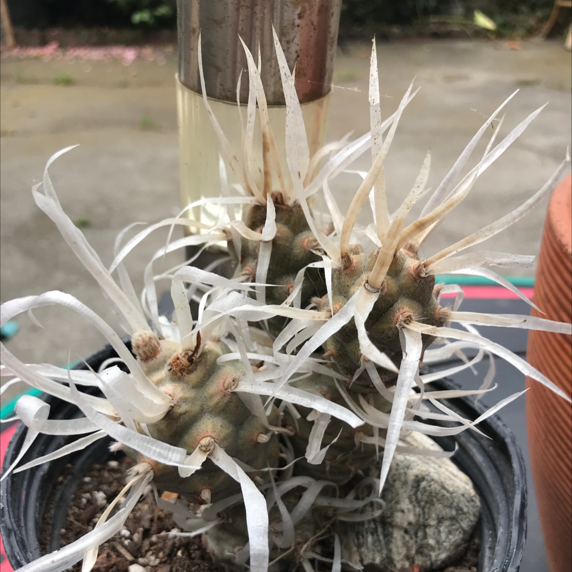 Paper Spine Cactus in a pot with visible soil, outdoor background.