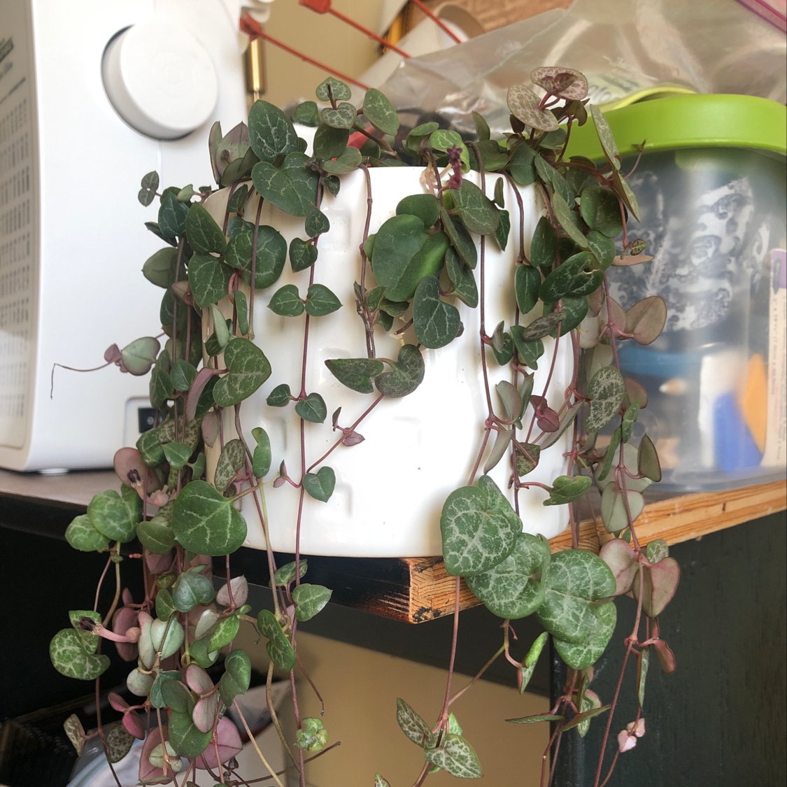 Healthy, thriving Chain of Hearts plant with long trailing vines and vibrant variegated heart-shaped leaves in a white ceramic pot.