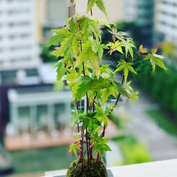 Japanese Maple plant