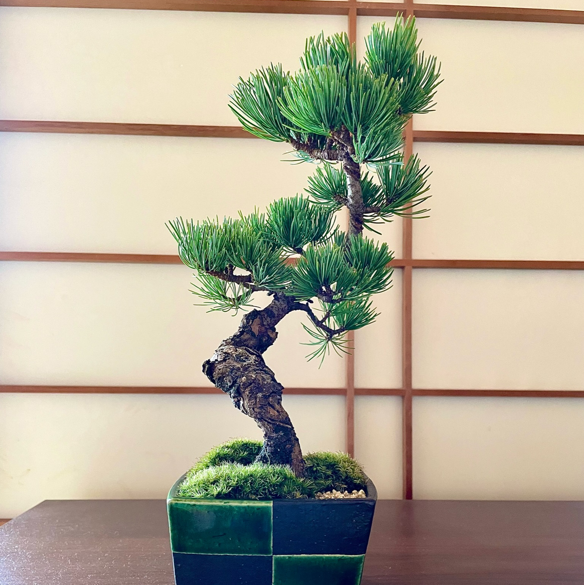 Photo of the plant species Scots Pine by Taro named Goyoumatsu on Greg, the plant care app