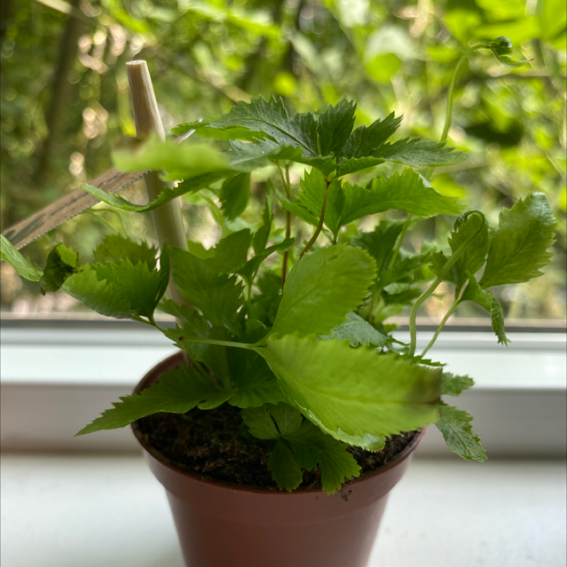 Potted plant with green leaves on a windowsill, background of greenery outside.