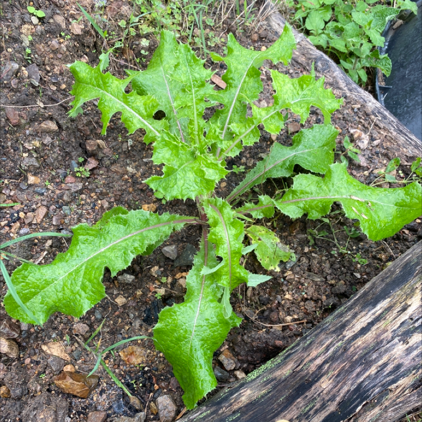 Spiny Sowthistle plant with green serrated leaves growing in soil.