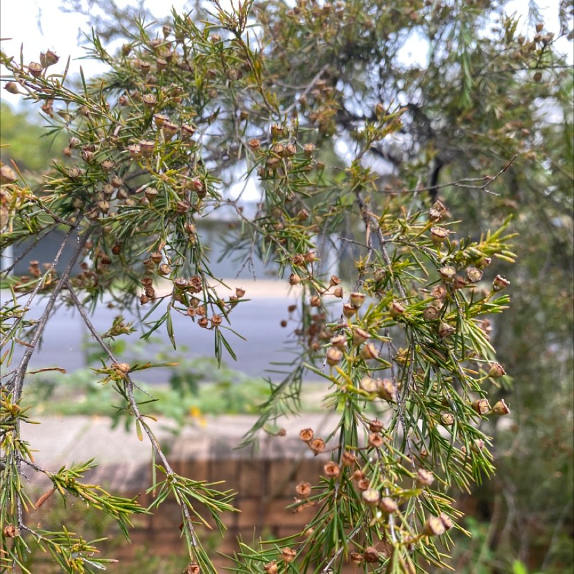 American Juniper with needle-like leaves and small brown seed cones in an outdoor setting.