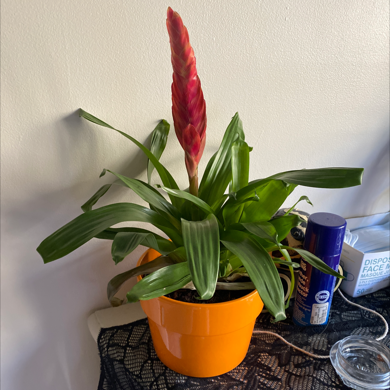 Flaming Sword Bromeliad in an orange pot with a red inflorescence, surrounded by various objects.
