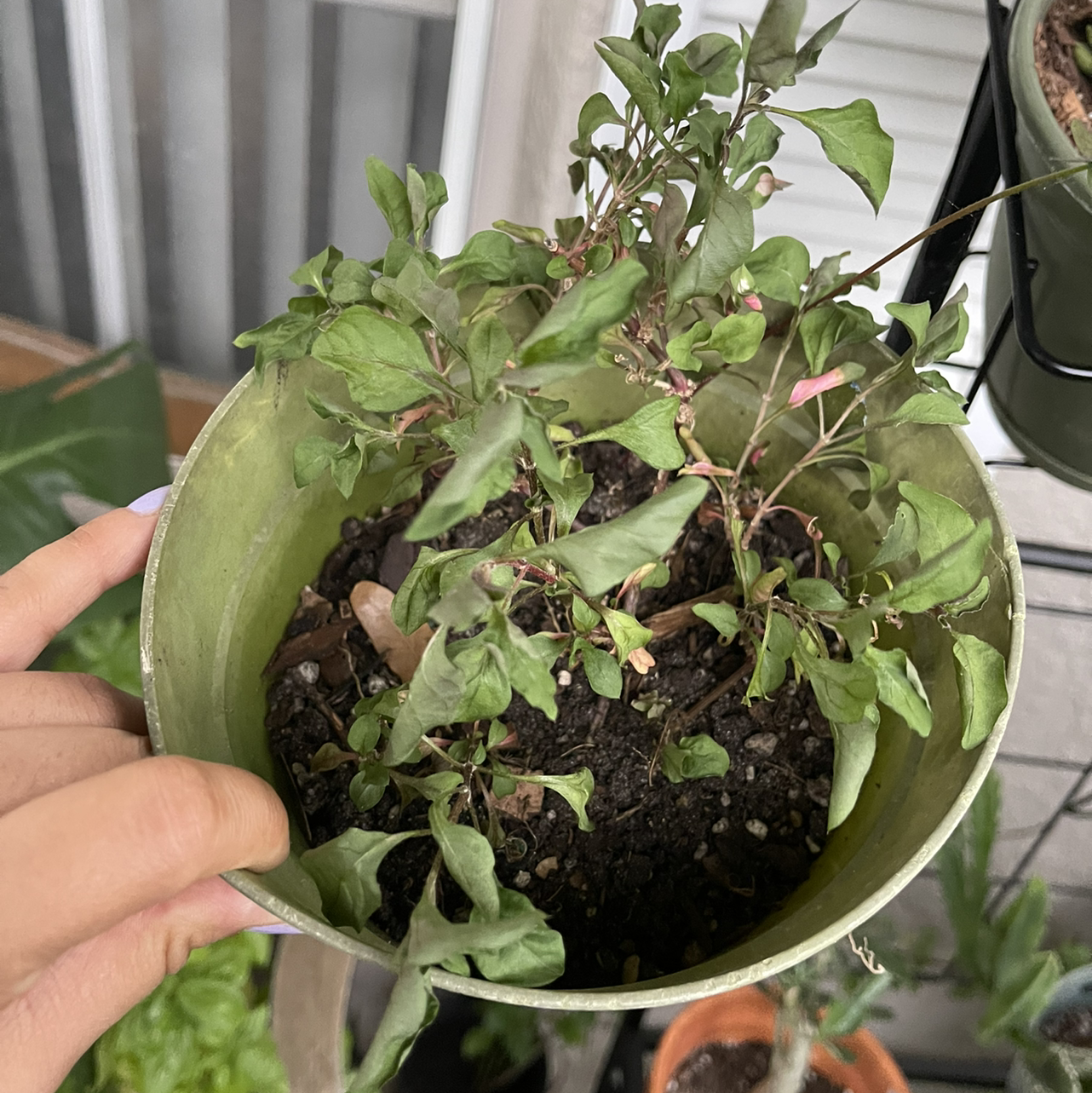 Potted Hairy Joyweed plant with visible leaf discoloration and soil.