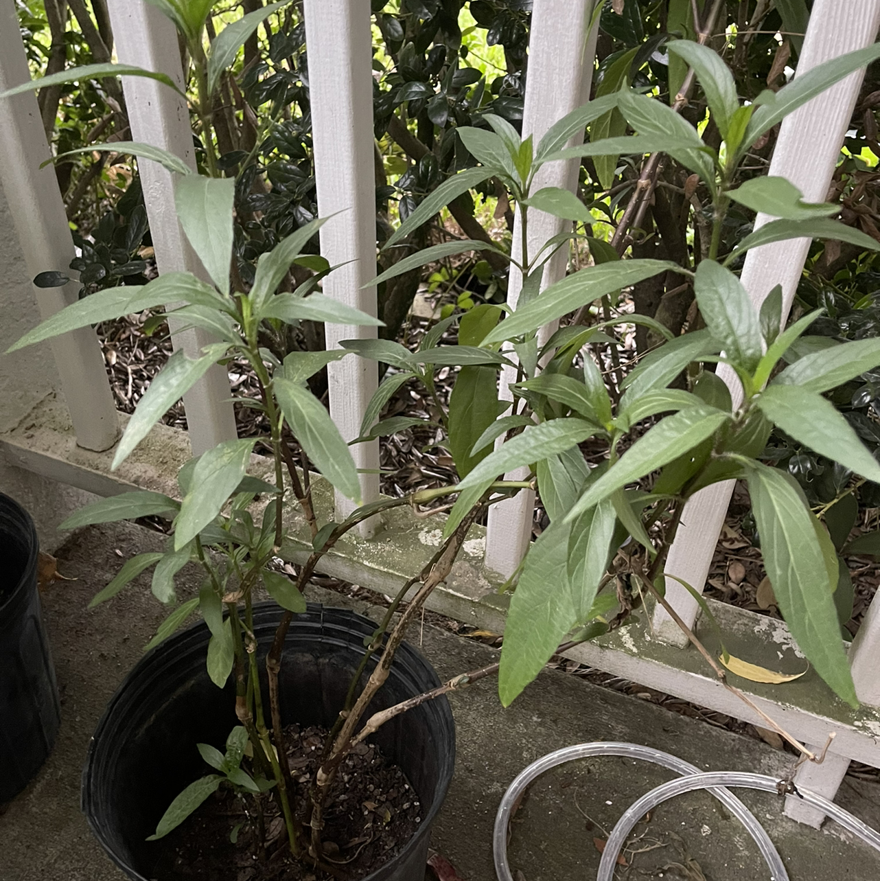 Potted Mexican Bluebell plant with healthy green leaves in an outdoor setting.