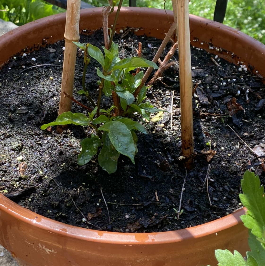 Photo of the plant species Dipladenia Madinia® Deep Red by Ariel named Jeanine on Greg, the plant care app