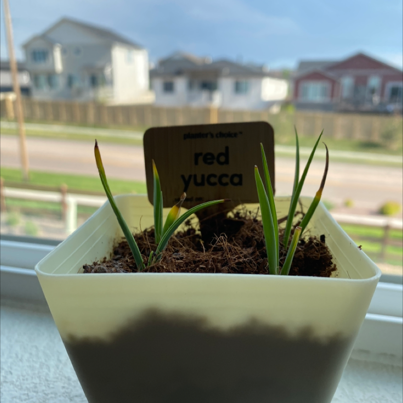 Engelmann's false yucca plant photo by @sarahplusplants named Red on Greg, the plant care app.