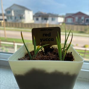 Engelmann's false yucca plant photo by @sarahplusplants named Red on Greg, the plant care app.