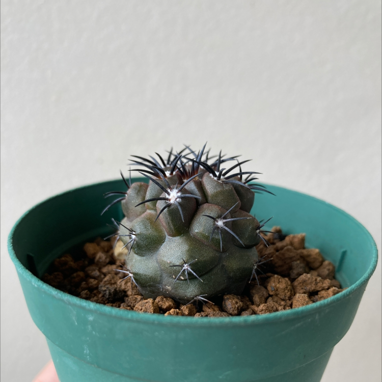 Turbinicarpus schmiedickeanus cactus in a green pot with visible soil.