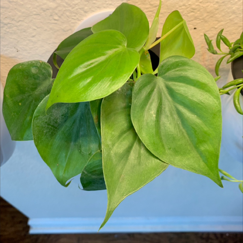 Closeup of healthy, vibrant green Heartleaf Philodendron leaves with prominent veins and no discoloration.