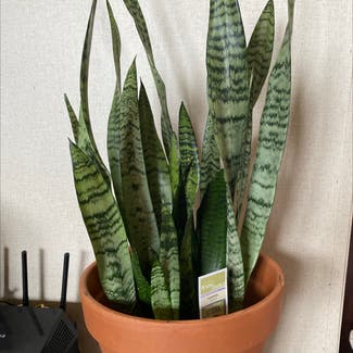 Snake Plant plant in Russell Springs, Kentucky