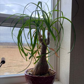 Ponytail Palm plant in Russell Springs, Kentucky