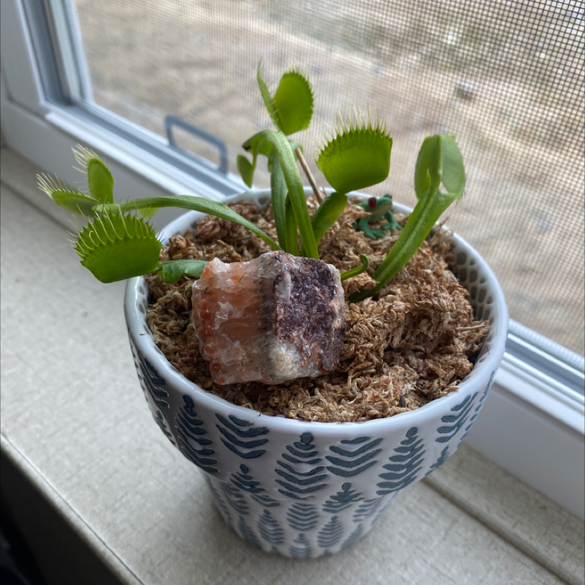 Venus Fly Trap in a small pot on a windowsill, covered with moss and a crystal on top.