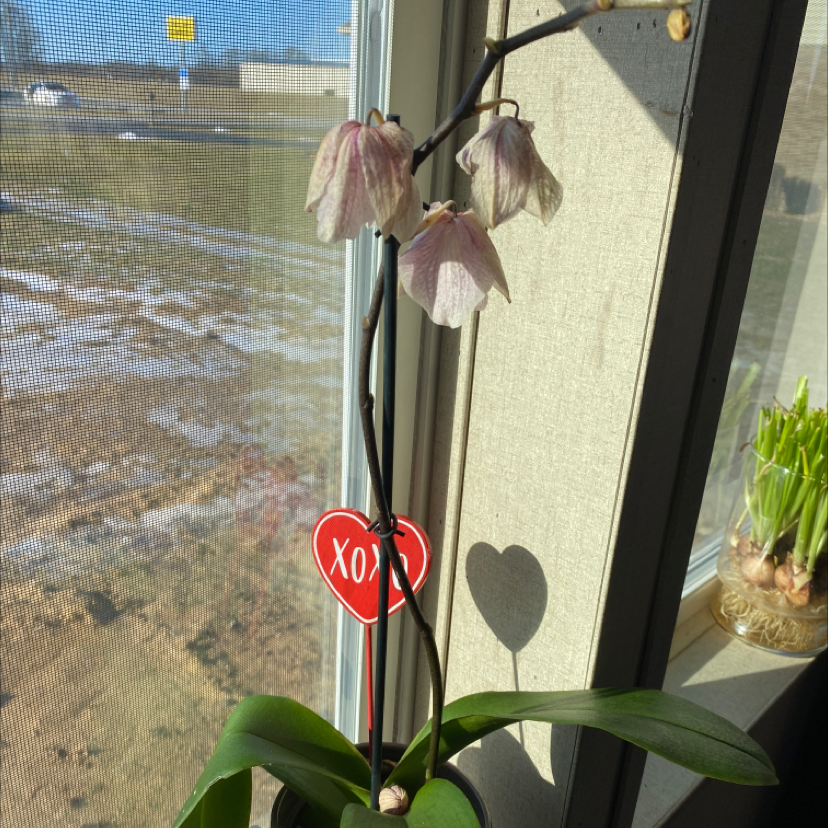 Noble Dendrobium plant near a window with wilted flowers and green leaves, heart-shaped decoration visible.