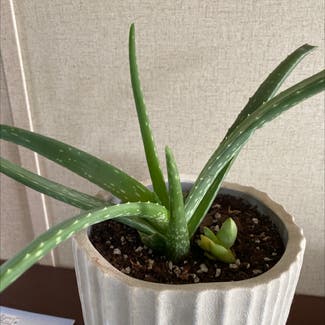 Aloe Vera plant in Russell Springs, Kentucky
