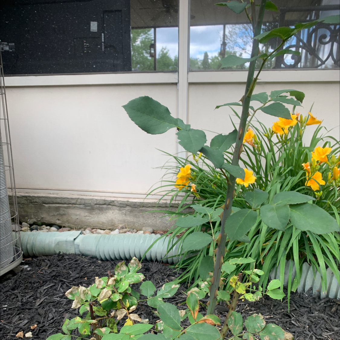 Photo of the plant species Orange Jewelweed by Fatima named Your plant on Greg, the plant care app