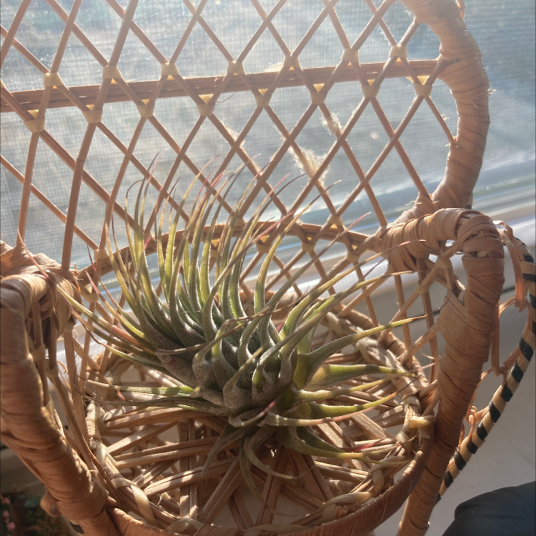 Blushing Bride Air Plant plant photo by Meg named Water dunk on Greg, the plant care app.