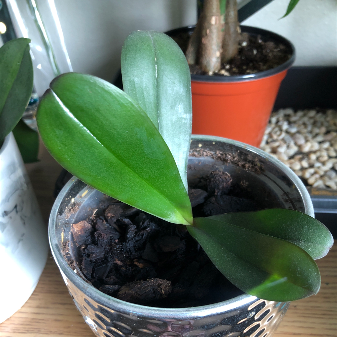 Mini Phalaenopsis Orchid with healthy green leaves in a pot with visible soil.