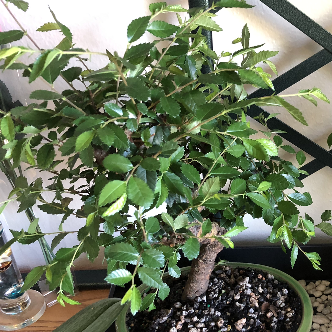 Healthy Chinese Elm bonsai tree with dense green foliage, pruned branches, in a shallow pot with pebbles.