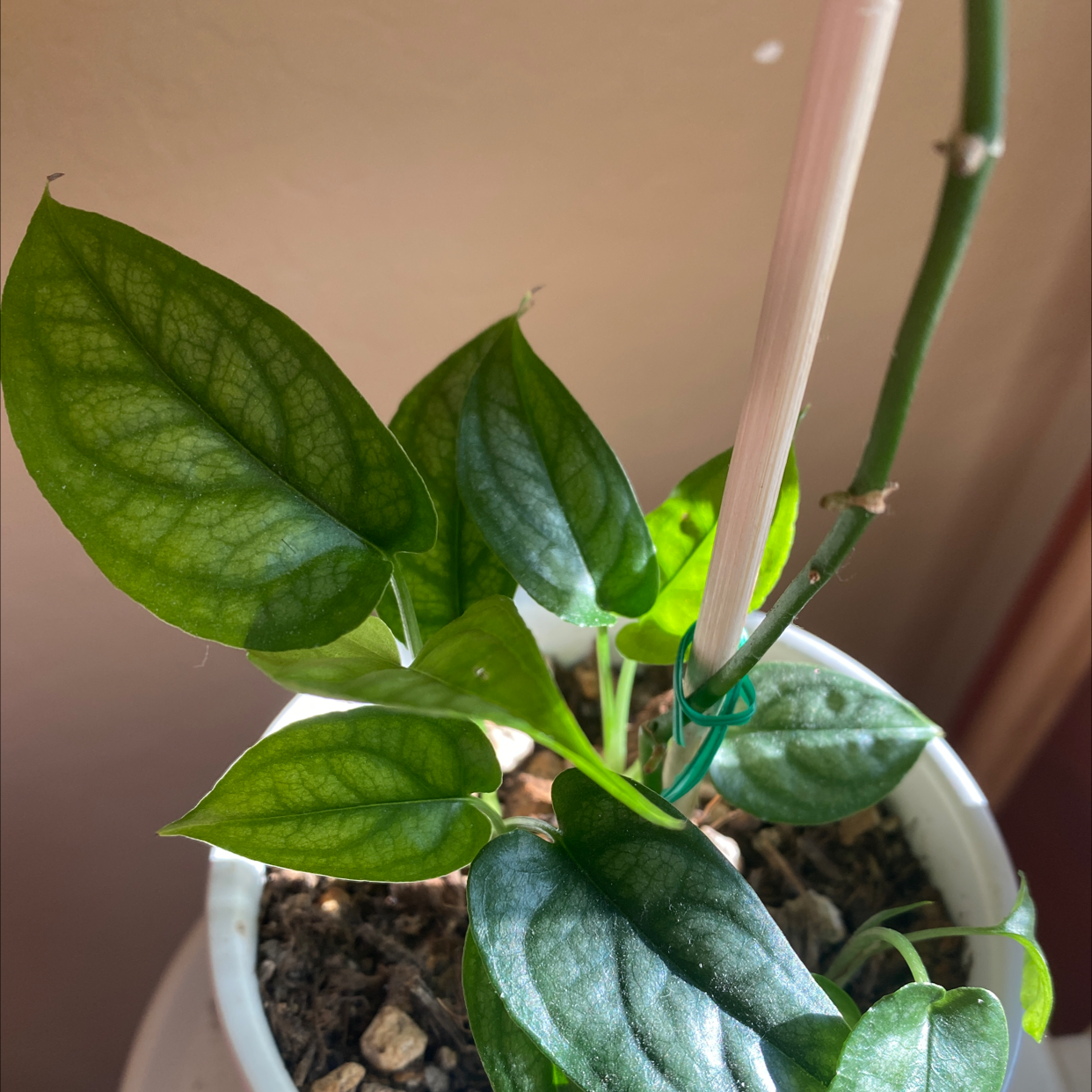 Potted Silver Monstera plant with healthy green and silver-patterned leaves.