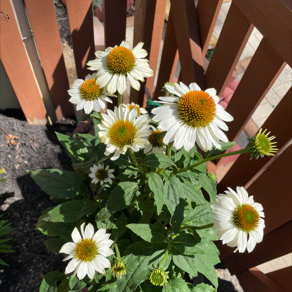 Purple Coneflower plant with white flowers and green leaves, appears healthy.