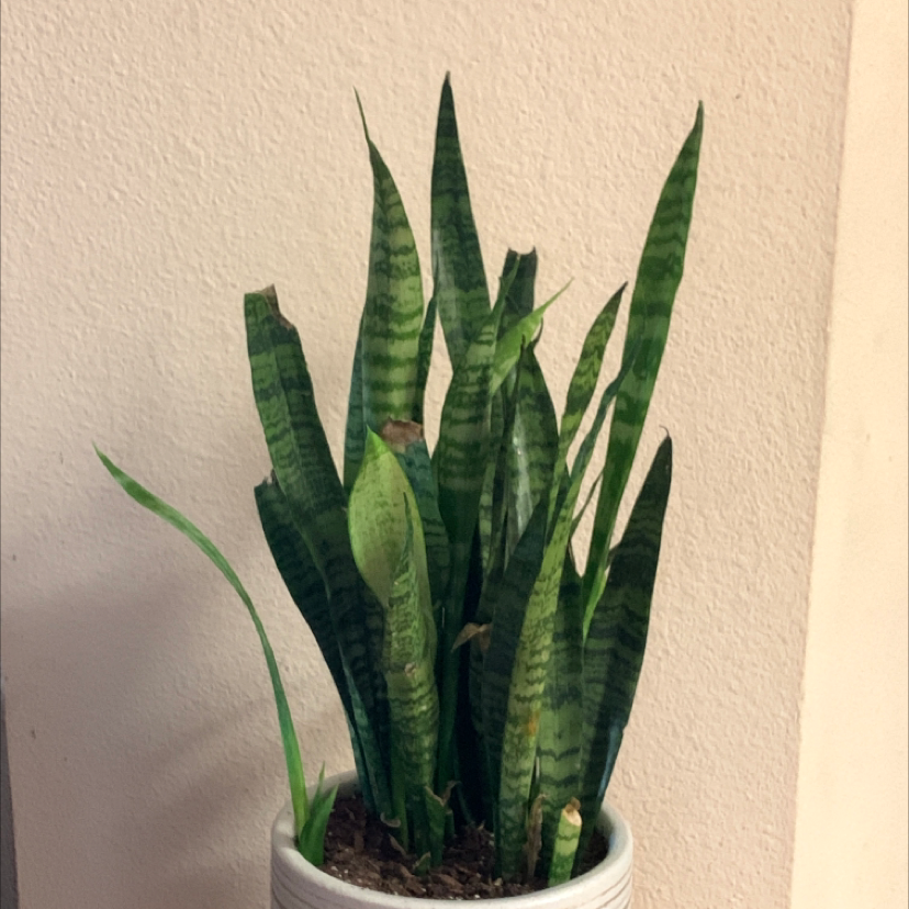 Snake Plant plant photo by @ava.gamez named Flora on Greg, the plant care app.