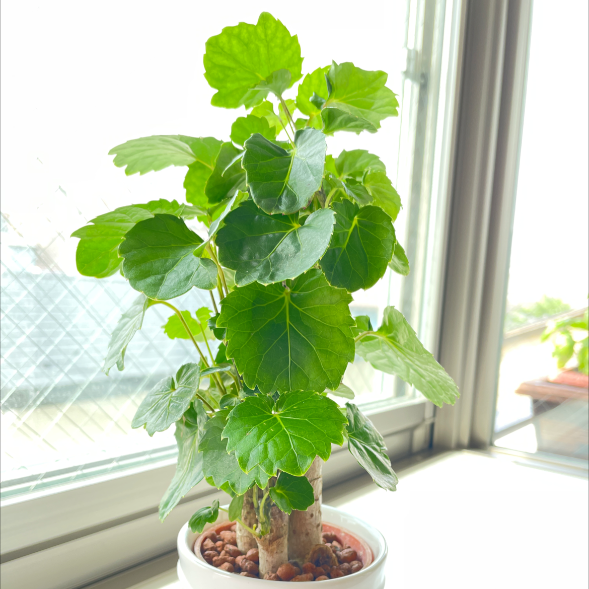 Photo of the plant species Fabian Aralia by @abmst0414 named Polyscias on Greg, the plant care app