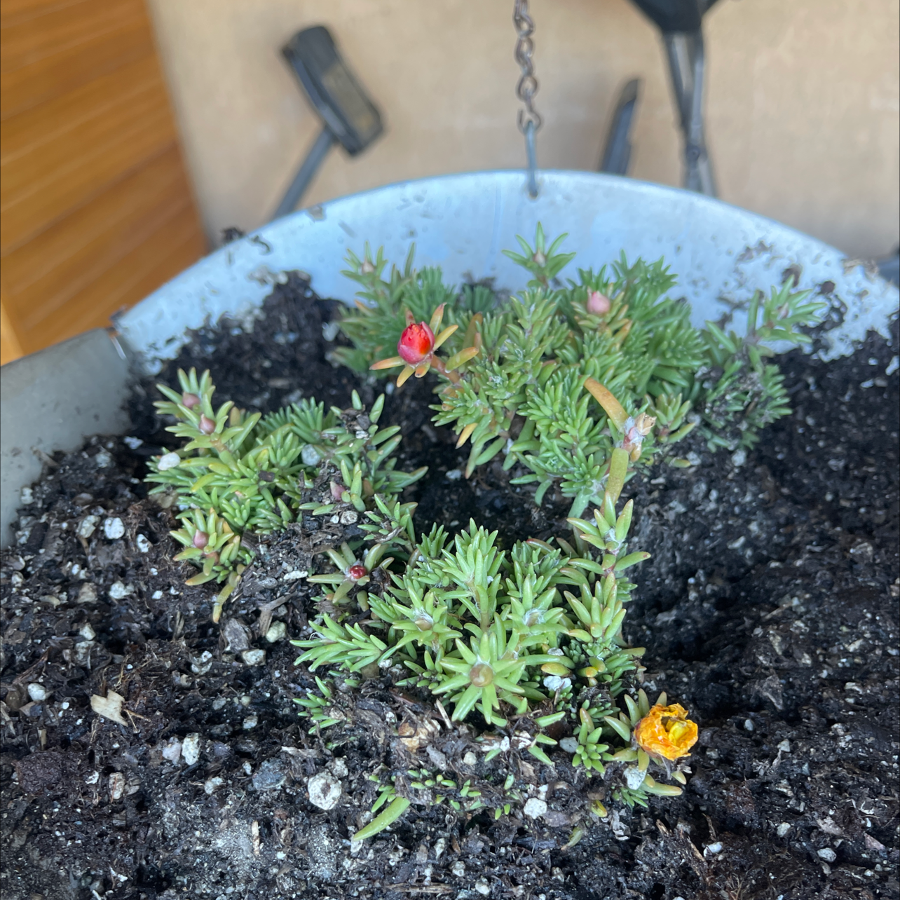 Healthy moss rose purslane plant with dense green foliage and a vibrant red flower blooming in the center, grown in a pot with dark soil.