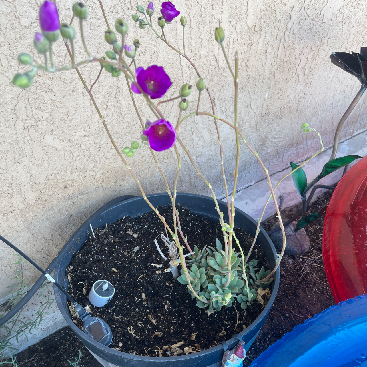 Photo of the plant species Rock Purslane by Shavon named Flower on Greg, the plant care app