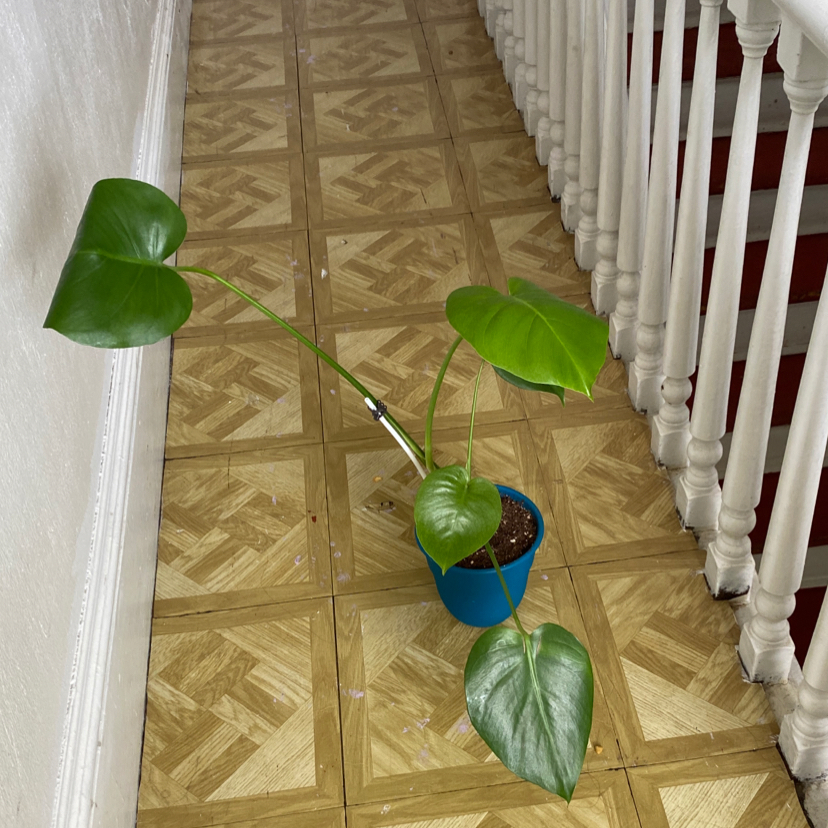 Plant care for Wax Begonia on Greg, the plant care app