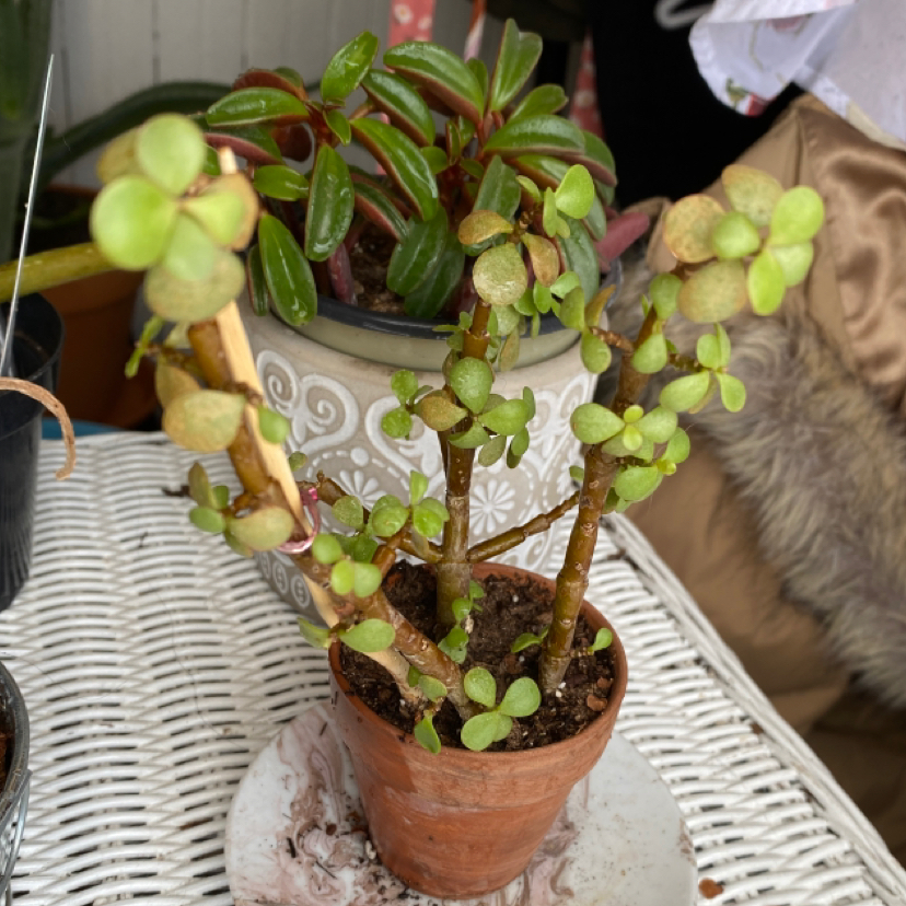 Potted Elephant Bush with healthy green leaves, well-framed and in focus.