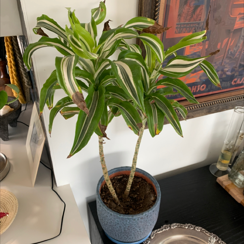 Healthy Song of India plant with vibrant green and white striped leaves in a blue ceramic pot, on a table with art and decor visible in the background.