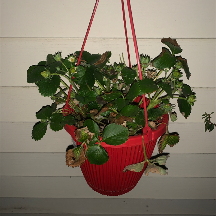 Beach Strawberry plant in a red hanging pot with some browning leaves.