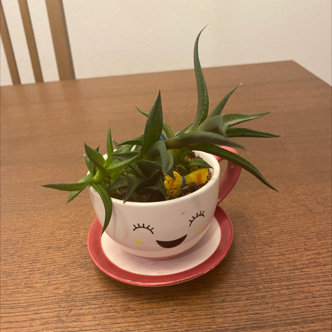 Photo of the plant species Climbing Aloe by @cassiep named Louella on Greg, the plant care app