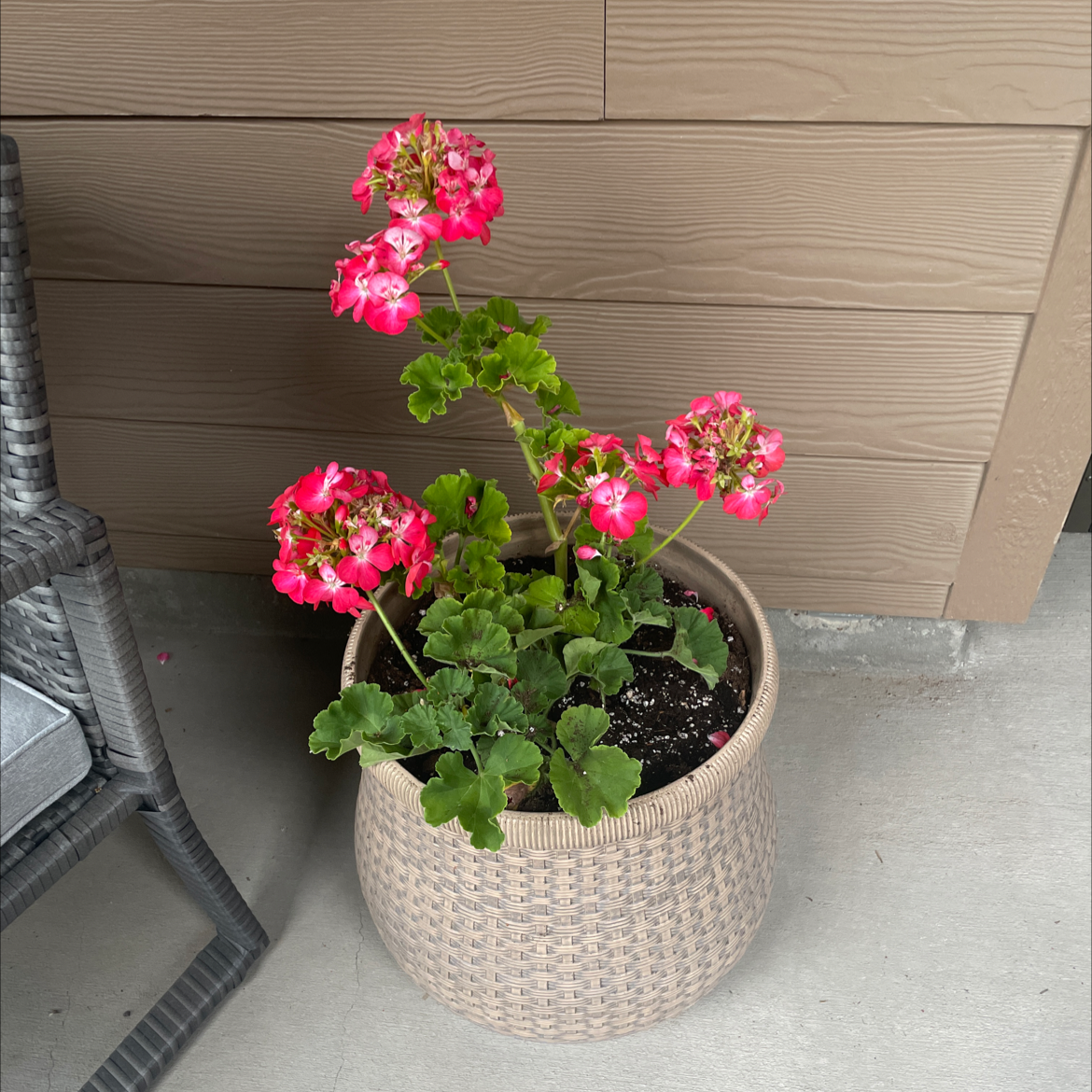 Photo of the plant species Zonale Geranium by @cassiep named Estella on Greg, the plant care app