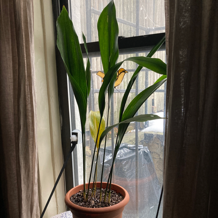 Cast Iron Plant in a pot near a window with one yellowing leaf.
