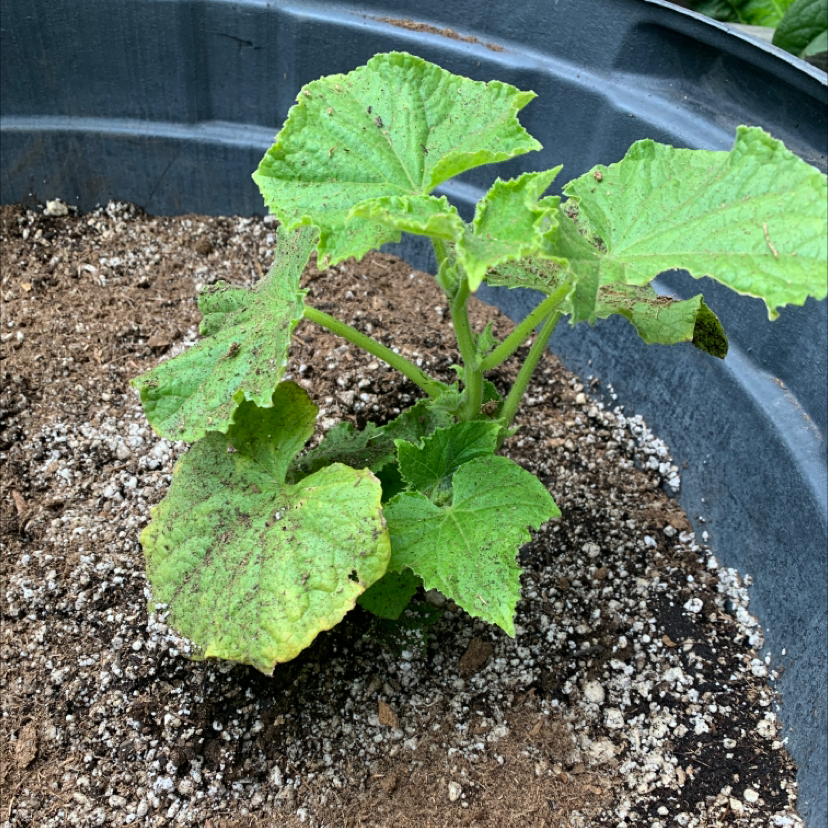 Young Summer Squash plant in a container with visible soil and some leaf discoloration.