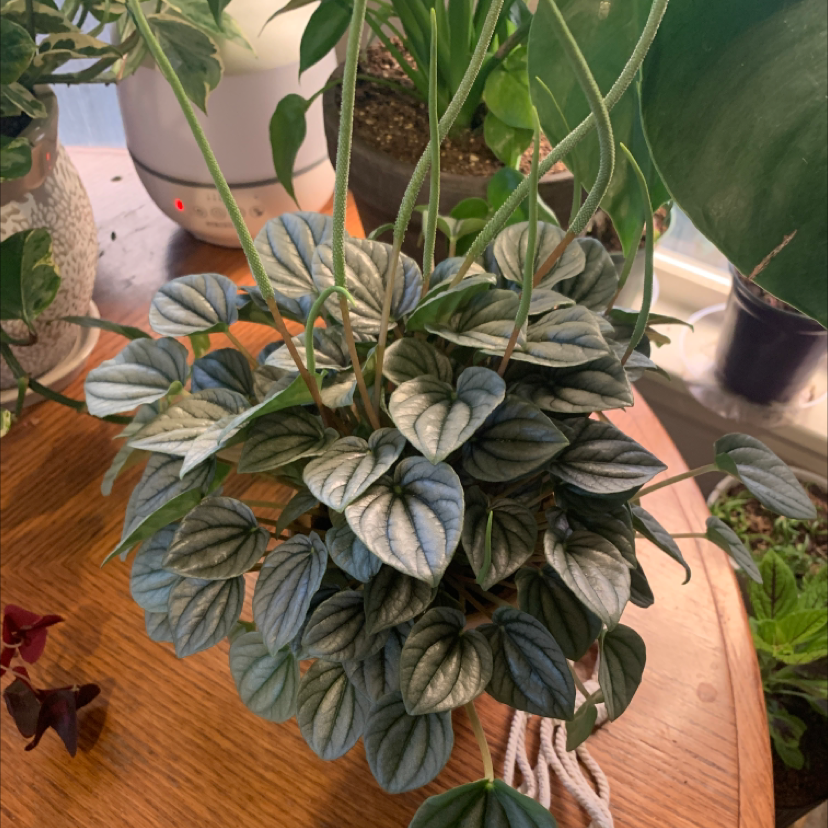 Silver Frost Peperomia plant photo by @PlantDaddy970 named Kahlisi on Greg, the plant care app.